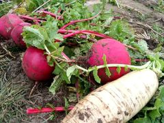 -意大利农场度假村