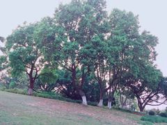 -东莞植物园