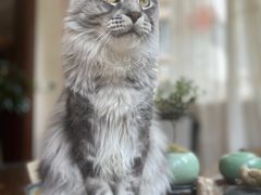 -十年猫舍·猫咪专门店(普陀店)