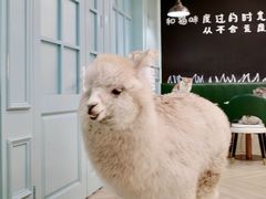 -安格丽娜·狗咖·猫咖羊驼咖(春熙路百盛商场店)