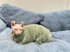 -有猫主题·治愈系猫咖(曾厝垵店)