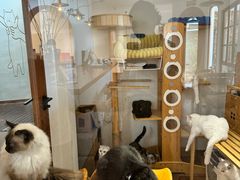 -有猫主题·治愈系猫咖(曾厝垵店)