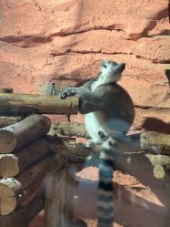 -Zoolung Zoolung动物主题公园(海信广场店)