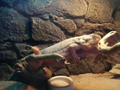 -荆州中山公园动物园