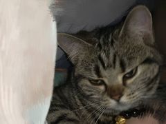 -东莞宠友24H宠物中心医院·转诊夜诊·异宠(新河北路院)