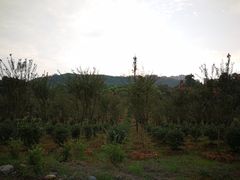 -张坝桂圆林公园