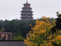 -铁山坪森林公园