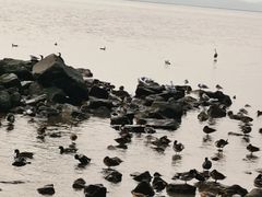 -深圳湾公园(南山区)