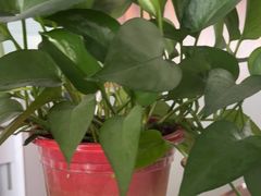 -开口笑·精选水饺