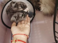 -瑞鹏宠物医院·猫科·宠保定点(梅溪湖分院)