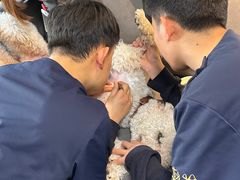 -喜多萌中农锦绣动物医院24H·猫科·牙科MRI·CT