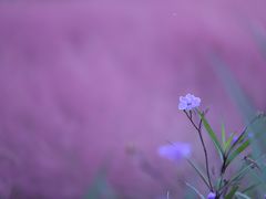 -尚贤河湿地
