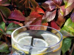 -Sirena海妖日咖夜酒