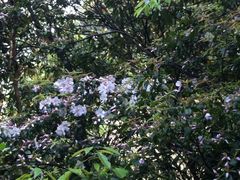 iphone_upload_pic-龙湾潭国家森林公园