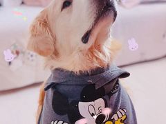 -瑞派福兴宠物医院犬猫全科·骨科·中西医结合(河东店)