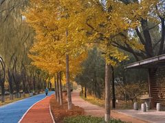 -大兴滨河森林公园