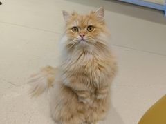 -藏猫猫咖啡主题馆(中央大道店)