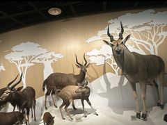 -陕西自然博物馆