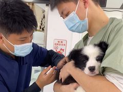 -达爱动物医院·犬猫分区·CT·复杂眼科(远洋山水分院)