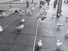 -悉尼歌剧院