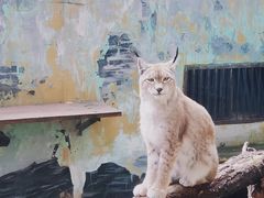 -青藏高原野生动物园