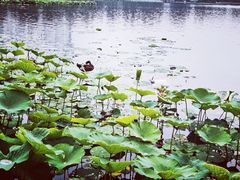 -莲花池公园