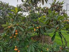 -塘栖枇杷特色园区