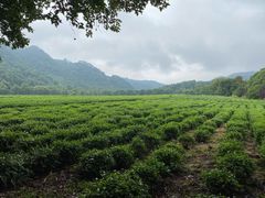-中国茶叶博物馆(双峰馆区)