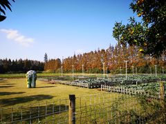 -上海长兴岛郊野公园