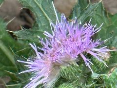 -上海佘山国家森林公园天马山园