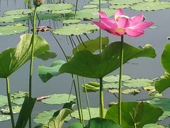 -莲花池公园