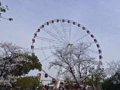 -顾村公园