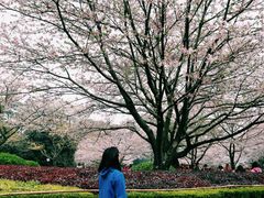 -武汉大学-樱园