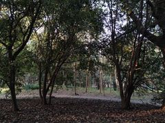 -上海共青森林公园