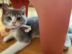 -欣宠猫屋·矮脚拿破仑·蓝金金渐层