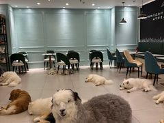-安格丽娜·狗咖·猫咖羊驼咖(春熙路百盛商场店)