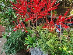 -双季花艺园艺市场(浦东店)