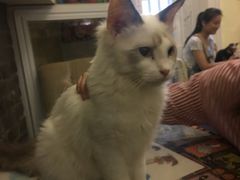 -猫色咖啡·猫咖