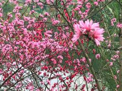 -重庆彩云湖湿地公园