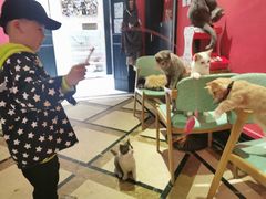 大堂-猫色咖啡·猫咖
