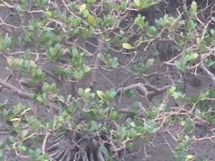 -北海金海湾红树林生态旅游区