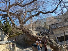 -青岛崂山太清宫