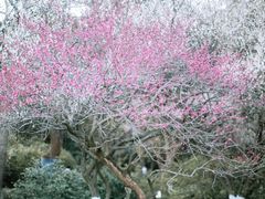 -杭州植物园