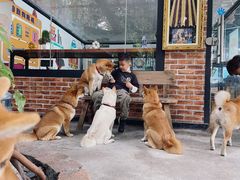 -柴犬高等学院·狗咖·柴犬售卖·宠物训练