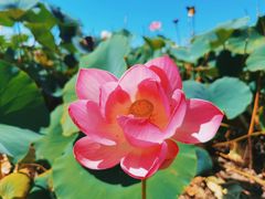 -杜氏旅游度假区