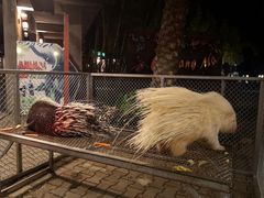 -清迈夜间动物园