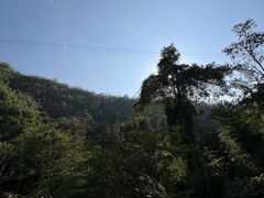 -西双版纳原始森林公园
