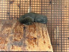 -上海大自然野生昆虫馆(东方明珠·爬宠昆虫探索中心)
