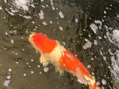 -御茶膳房皇家糕点博物馆(北京首店)