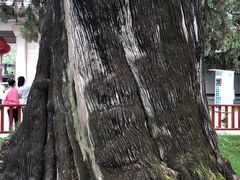 -黄帝陵